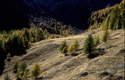 <center>Extrémité de la prairie quand le jour décline. prairie,automne,alpes,mélèzes 